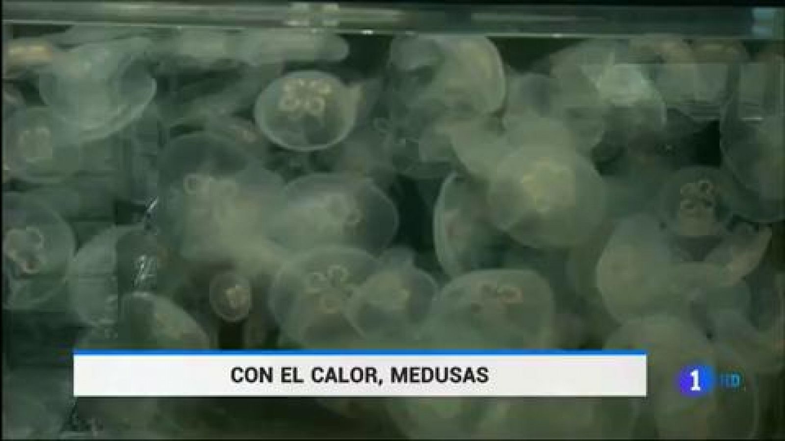 Telediario 1: Las medusas doblarán este año su presencia en las costas españolas | RTVE Play