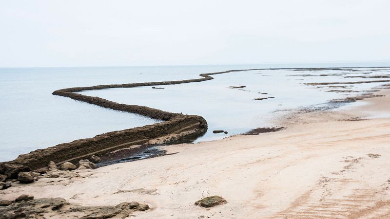 Un alga invasora amenaza los ecosistemas y el turismo del Estrecho de Gibraltar