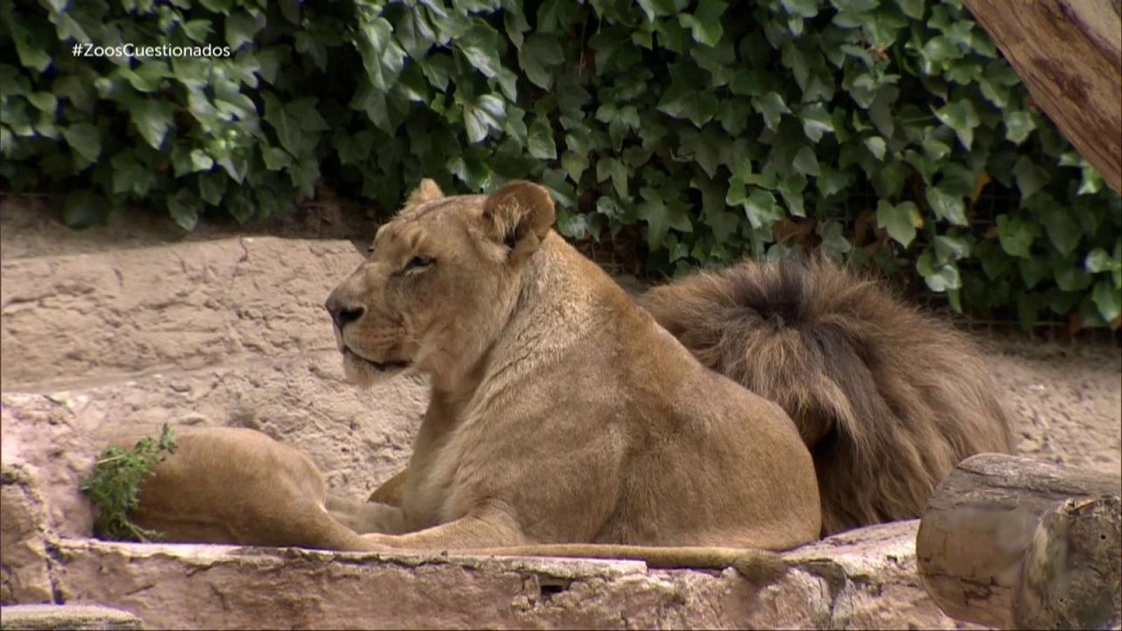 Informe Semanal - Zoos en la encrucijada - ver ahora