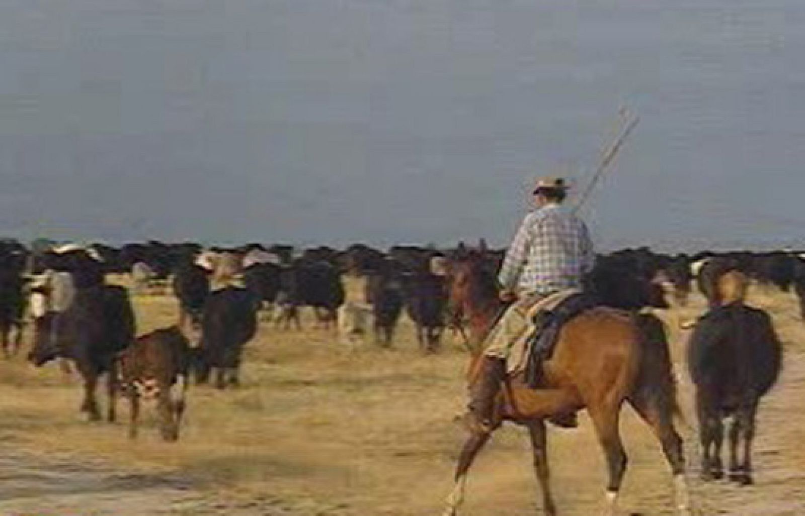 España Directo - "Cowboys" a la española | Ver