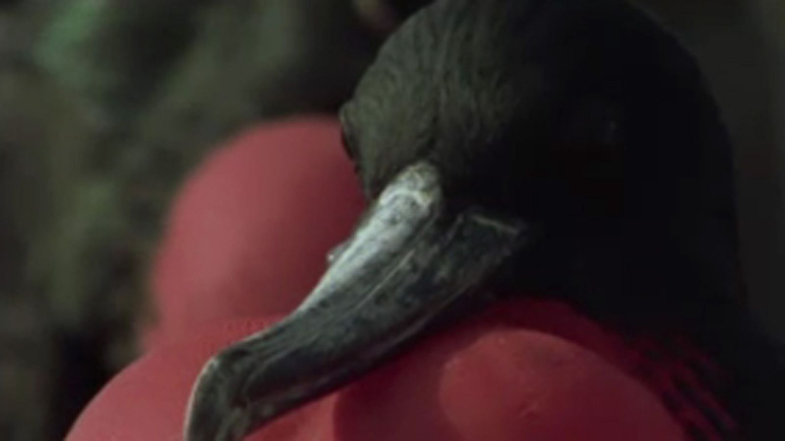 El arca de Noé - Los piratas alados de Galápagos - El arca de Noé (serie documental) | Ver