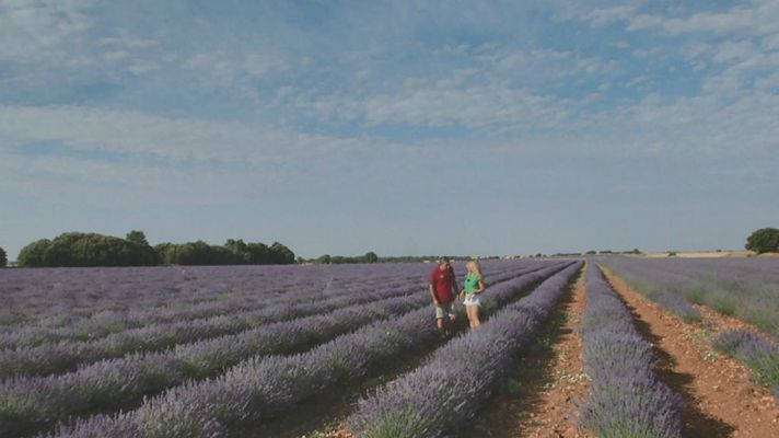 Lavanda en el campo ¡y en el armario!