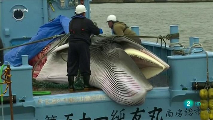 Es más rentable avistar ballenas que cazarlas en Japón