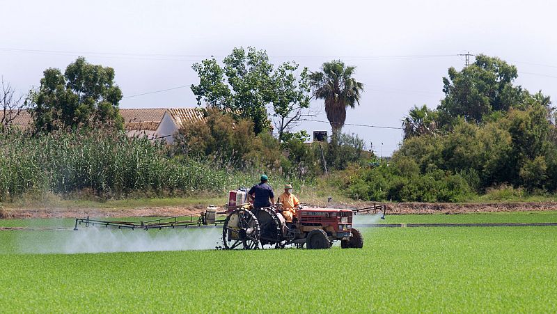 La Fiscalía investiga el descenso de los niveles de agua en la Albufera
