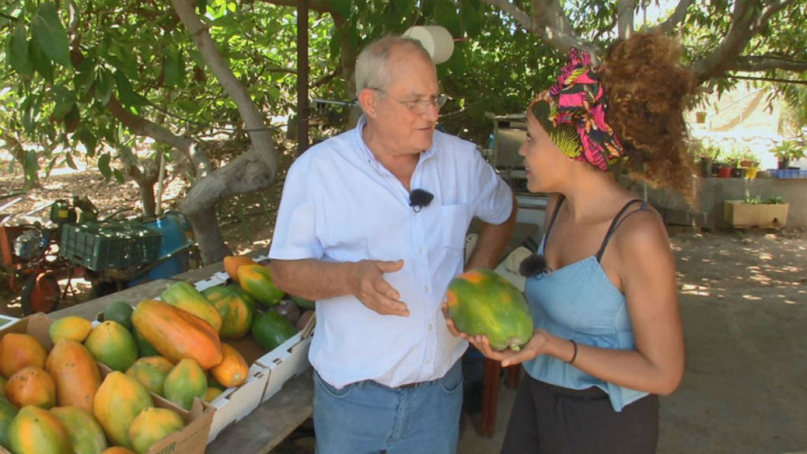 El cultivo de la papaya