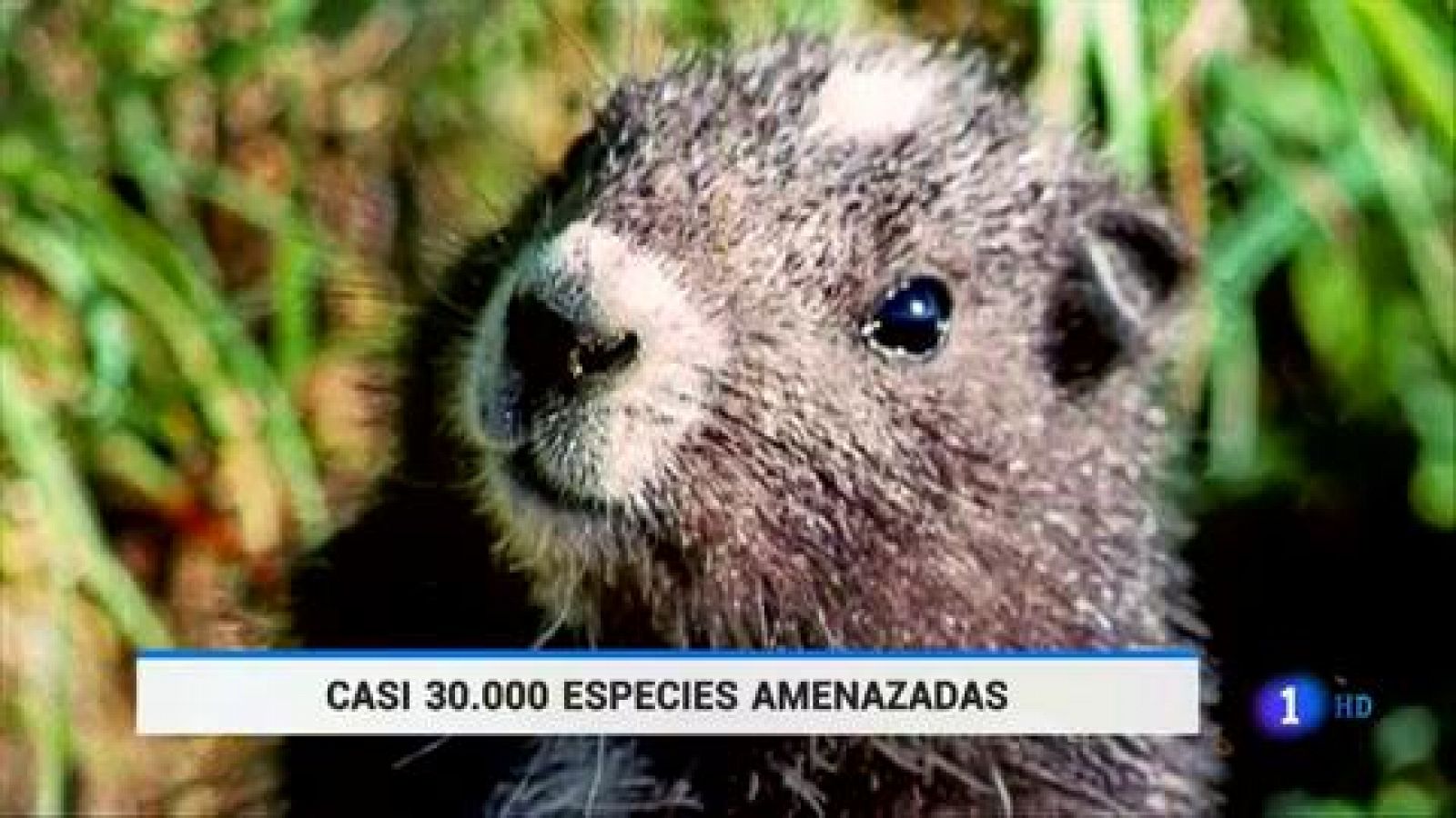 La Lista Roja de especies amenazadas cifra en más de 28.000 los animales, plantas y hongos en peligro de extinción