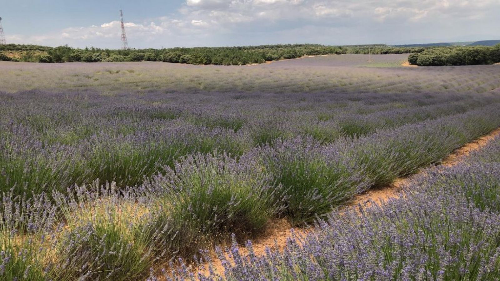 Campos de lavanda de Brihuega - España Directo | Ver