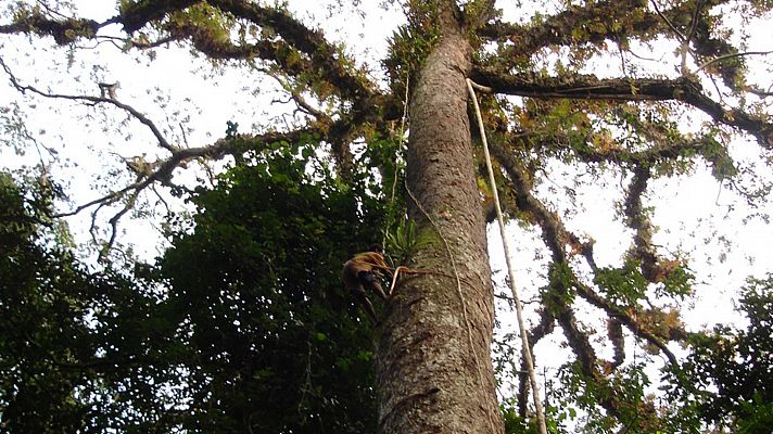 Baka: cazadores de la selva