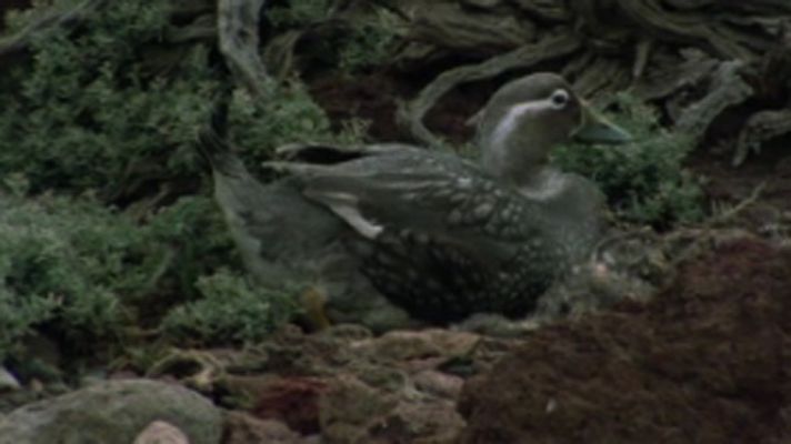 Los cormoranes de la Patagonia