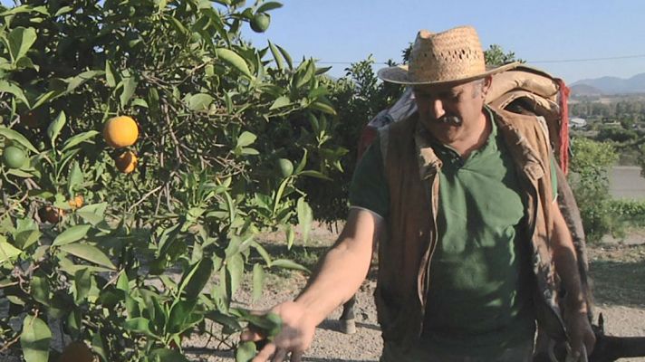 Juanito, sin Platero y casi sin naranjas 