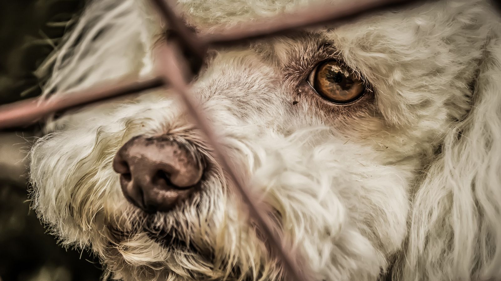 Tres de cada cuatro animales abandonados son perros