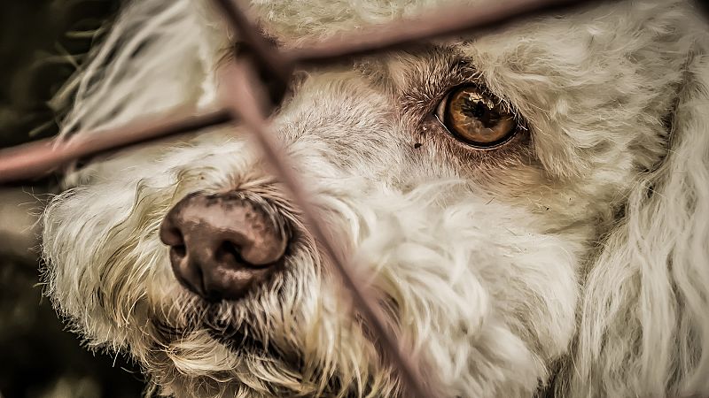 Tres de cada cuatro animales abandonados son perros