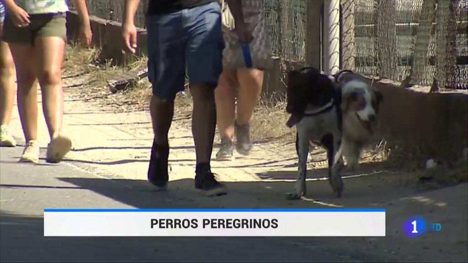 Cientos de perros recorren cada verano el camino de Santiago - ver ahora