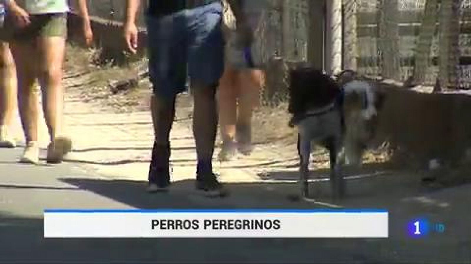 Telediario 1: Cientos de perros recorren cada verano el camino de Santiago | RTVE Play