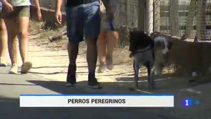 Cientos de perros recorren cada verano el camino de Santiago
