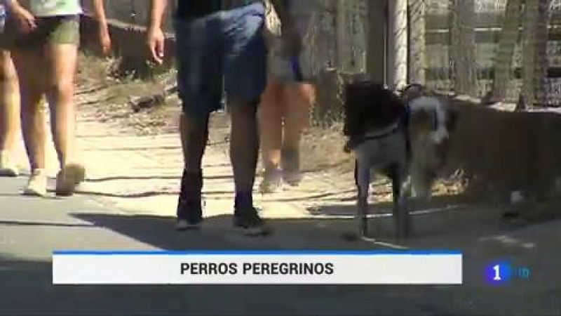 Cientos de perros recorren cada verano el camino de Santiago - ver ahora 