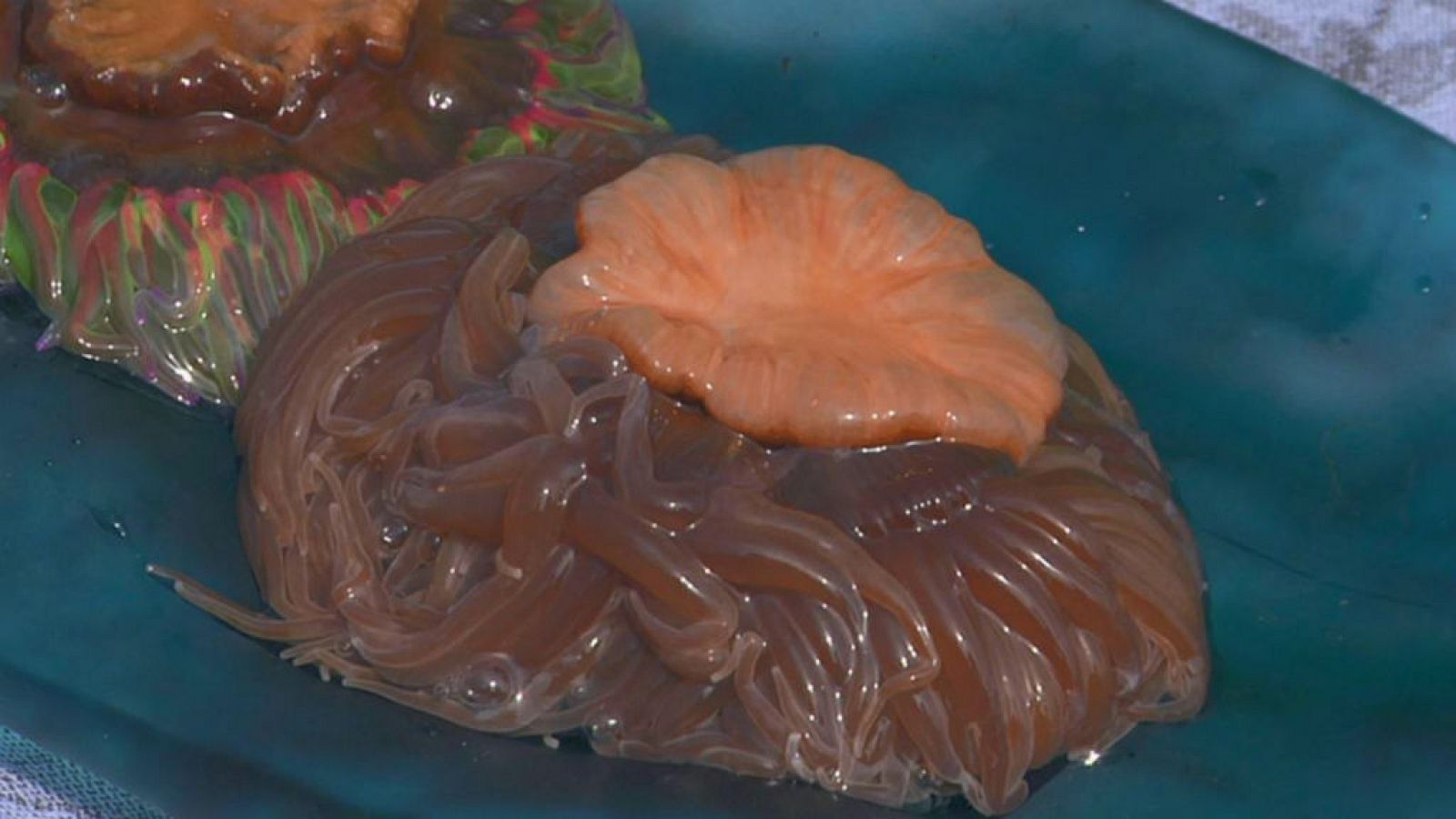 Qué son las anémonas