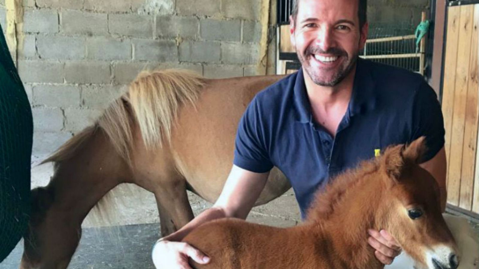 Adorables caballos miniatura