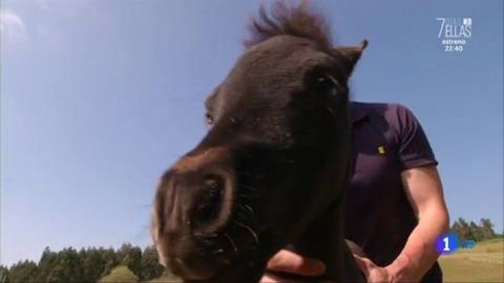 Aquí la Tierra - Adorables caballos miniatura