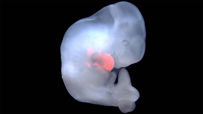 Científicos españoles crean embriones de mono con células humanas