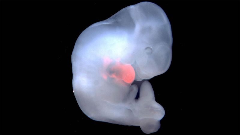 Científicos españoles han logrado crear por primera vez en un laboratorio de China embriones híbridos de humano y mono. El objetivo de este experimento es crear tipos de animales más parecidos al ser humano para avanzar en la investigación médica.