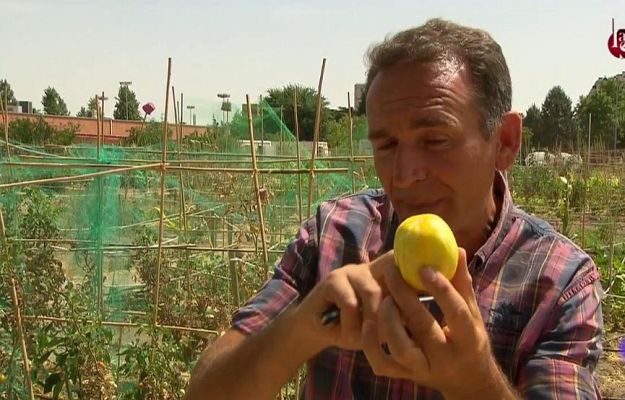 A qué sabe el pepino limón 