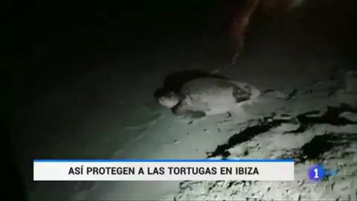 Dos tortugas bobas desovan en playas de Ibiza