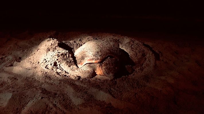 Telediario 1 - Dos tortugas bobas desovan en playas de Ibiza