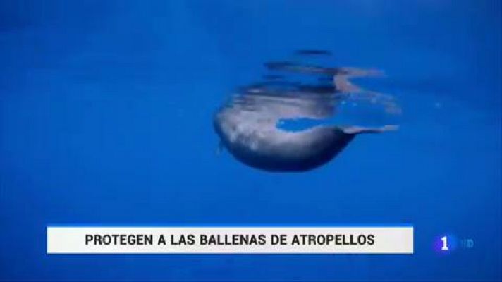 Telediario 1 - La Universidad de La Laguna y la naviera Fred Olsen firman un convenio para prevenir las colisiones con cetáceos