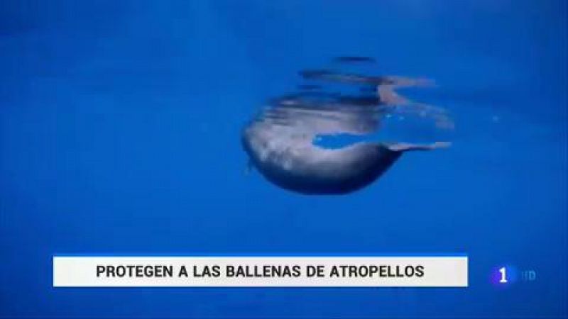 La Universidad de La Laguna y la naviera Fred Olsen firman un convenio para prevenir las colisiones con cetáceos