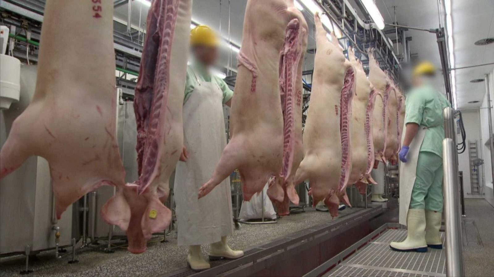 Informe Semanal - Macrogranjas en el punto de mira - ver ahora