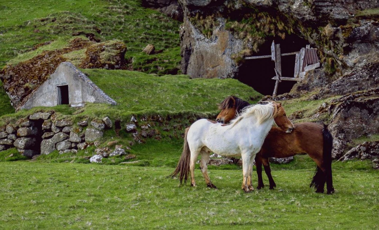 Caballos salvajes en Capelada