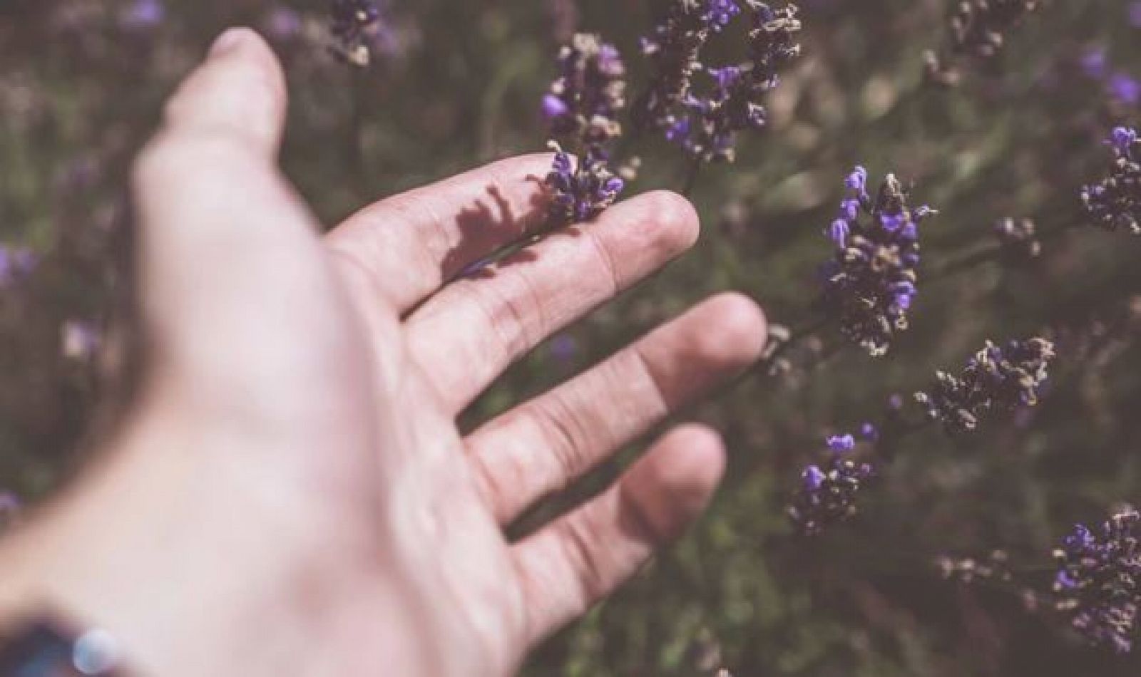 El repelente infalible para los mosquitos