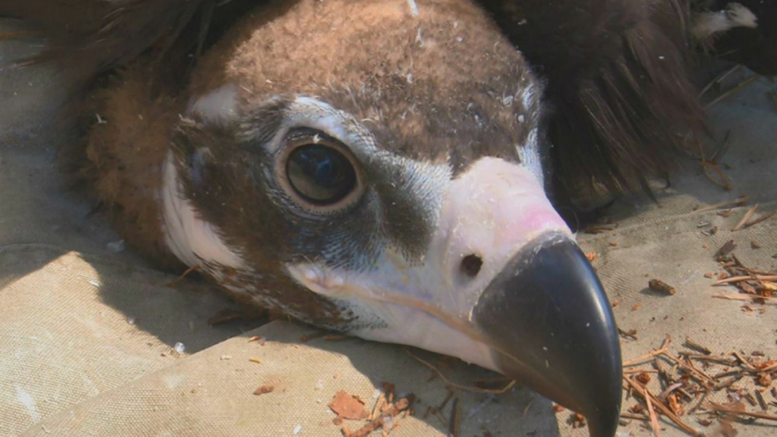 Anillamiento de aves: buitre negro