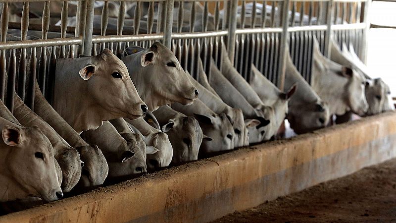 La ONU advierte que hay que cambiar la dieta para frenar el cambio climático