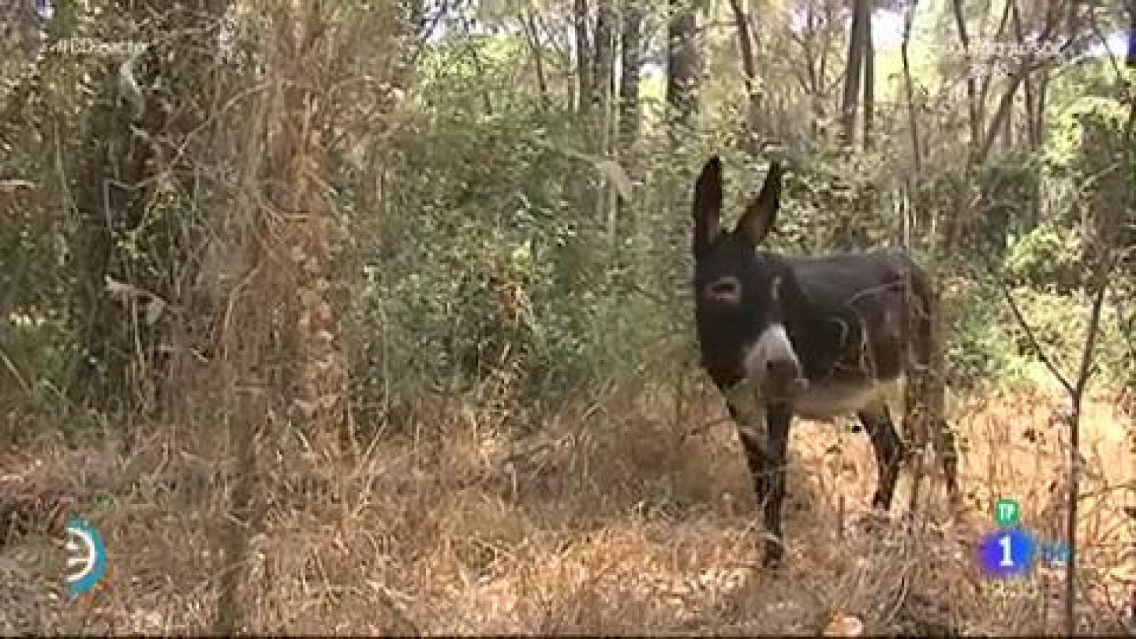 Los burritos bomberos de Doñana - España Directo | Ver