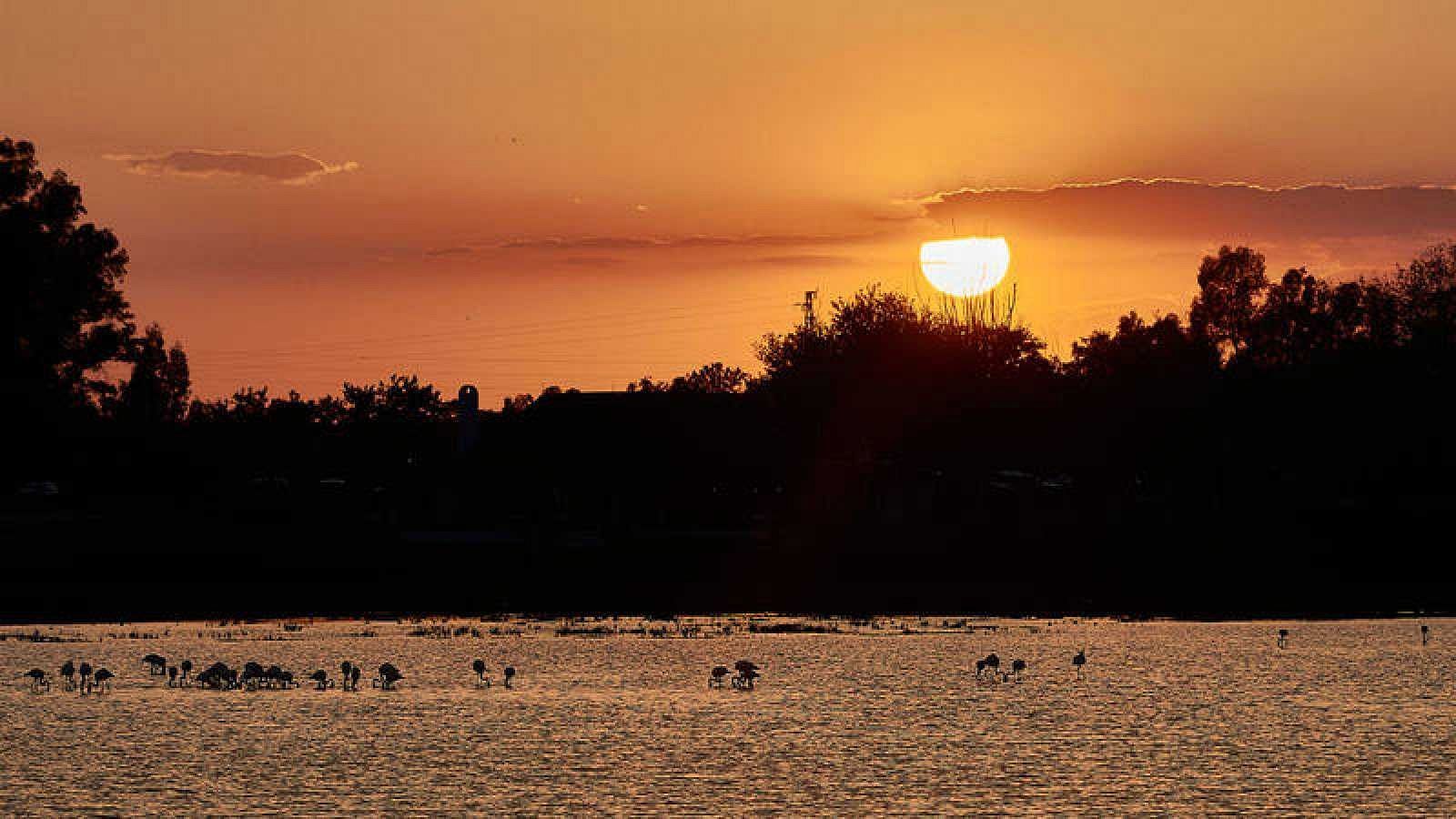 El Parque Nacional de Doñana cumple este miércoles 50 años, los que han transcurrido desde que, el 14 de agosto de 1969, el Consejo de Ministros acordara la declaración de este emblemático espacio, cuya conservación es de especial interés dada la bio