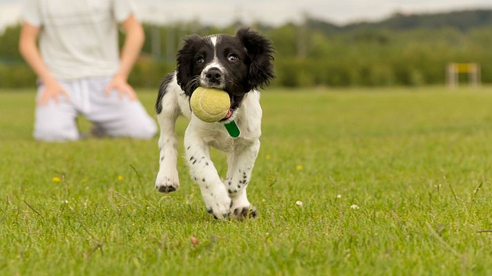 Un mundo de perros: pros y contras del juego con pelota