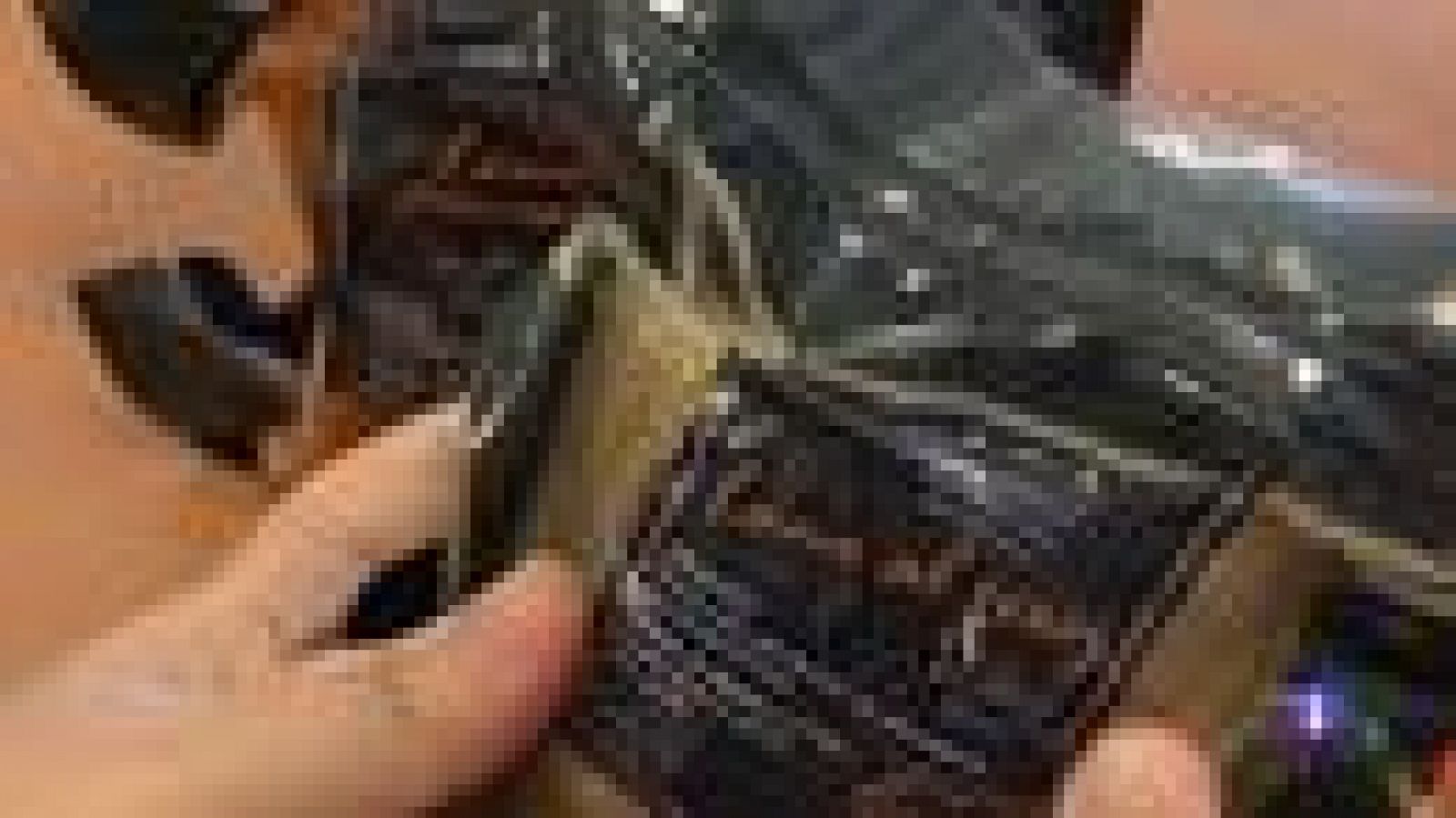 Noticias Andalucía - 19/8/2019 | Ver