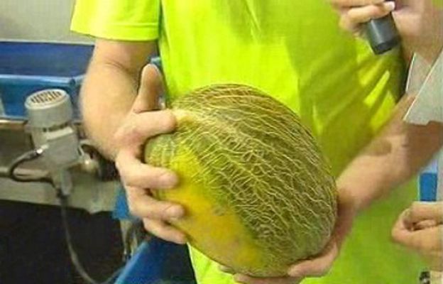 España Directo - De profesión, "tocamelones"