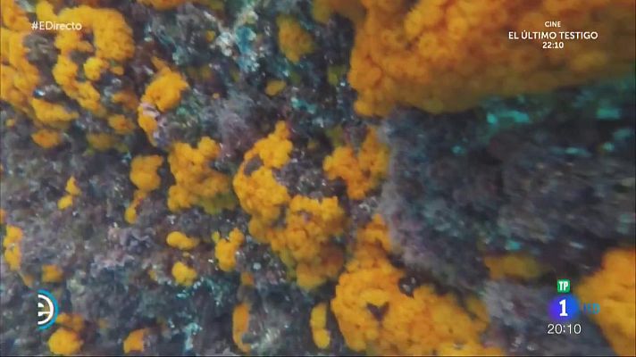 Un reino coral escondido en Almuñécar