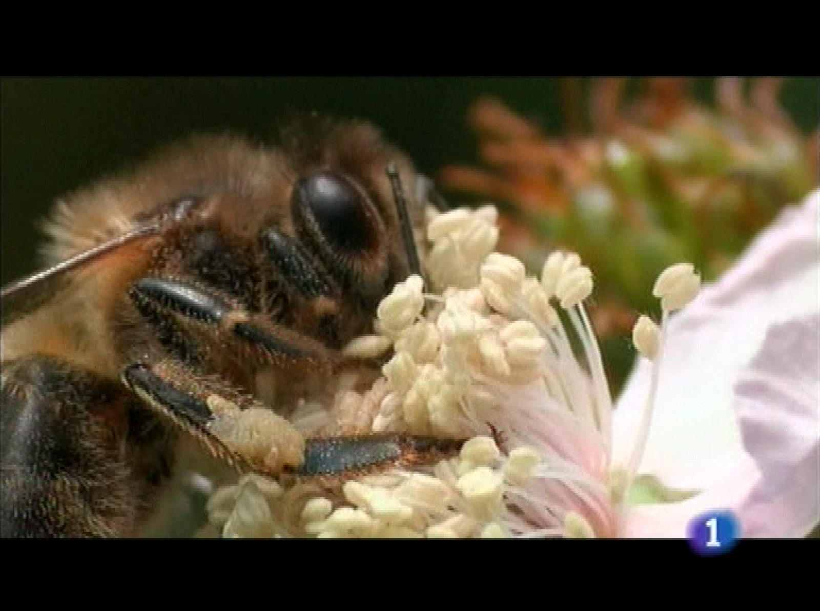 Panorama regional - 03/07/09 - Panorama Regional | Ver