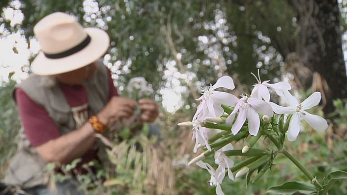 La planta "detergente"