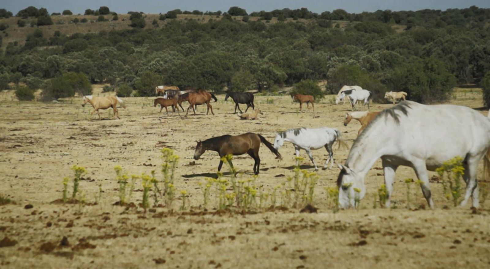 Aquí la Tierra: Aquí la Tierra - 26/08/19          | RTVE Play