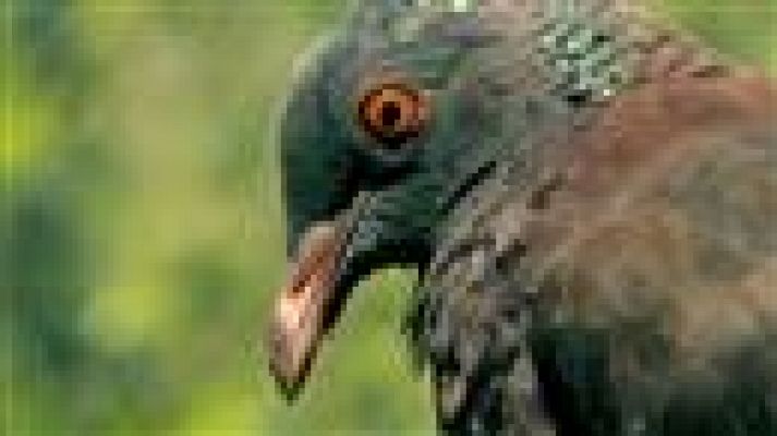 Telecanarias - Telecanarias - 27/08/2019