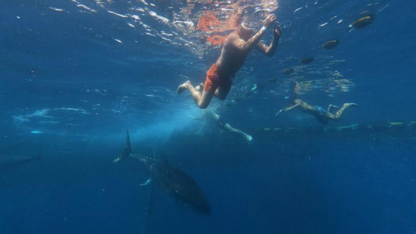 ¡Nadar entre atunes!