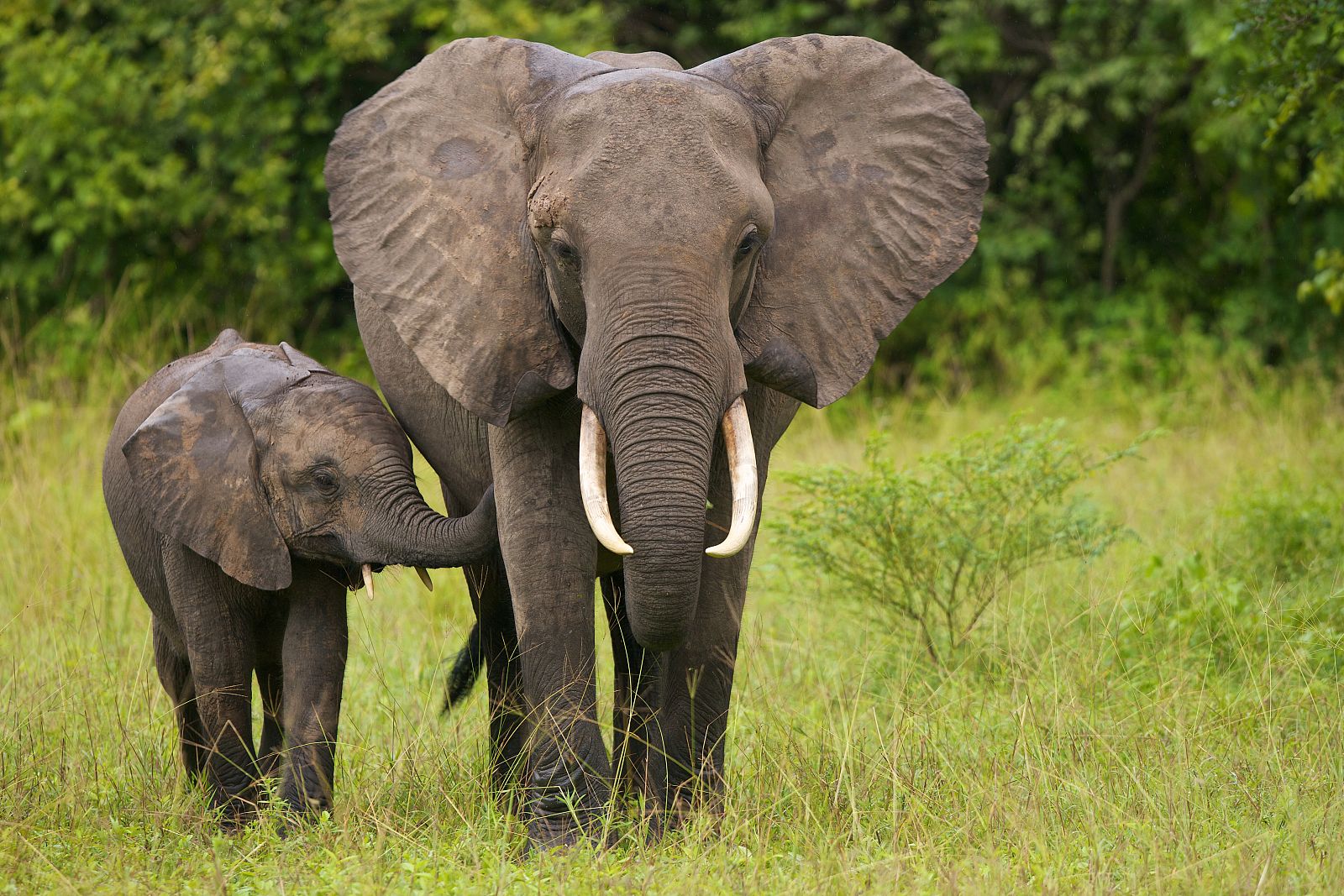 La ONU limita la venta de elefantes africanos