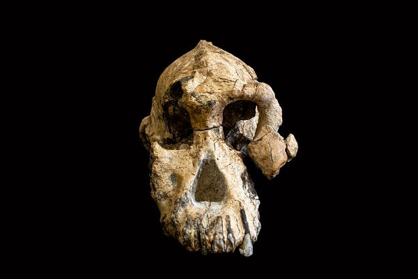 Encuentran el cráneo de un Australopithecus Anamensis