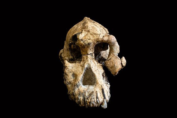 Telediario 1 - Encuentran el cráneo de un Australopithecus Anamensis