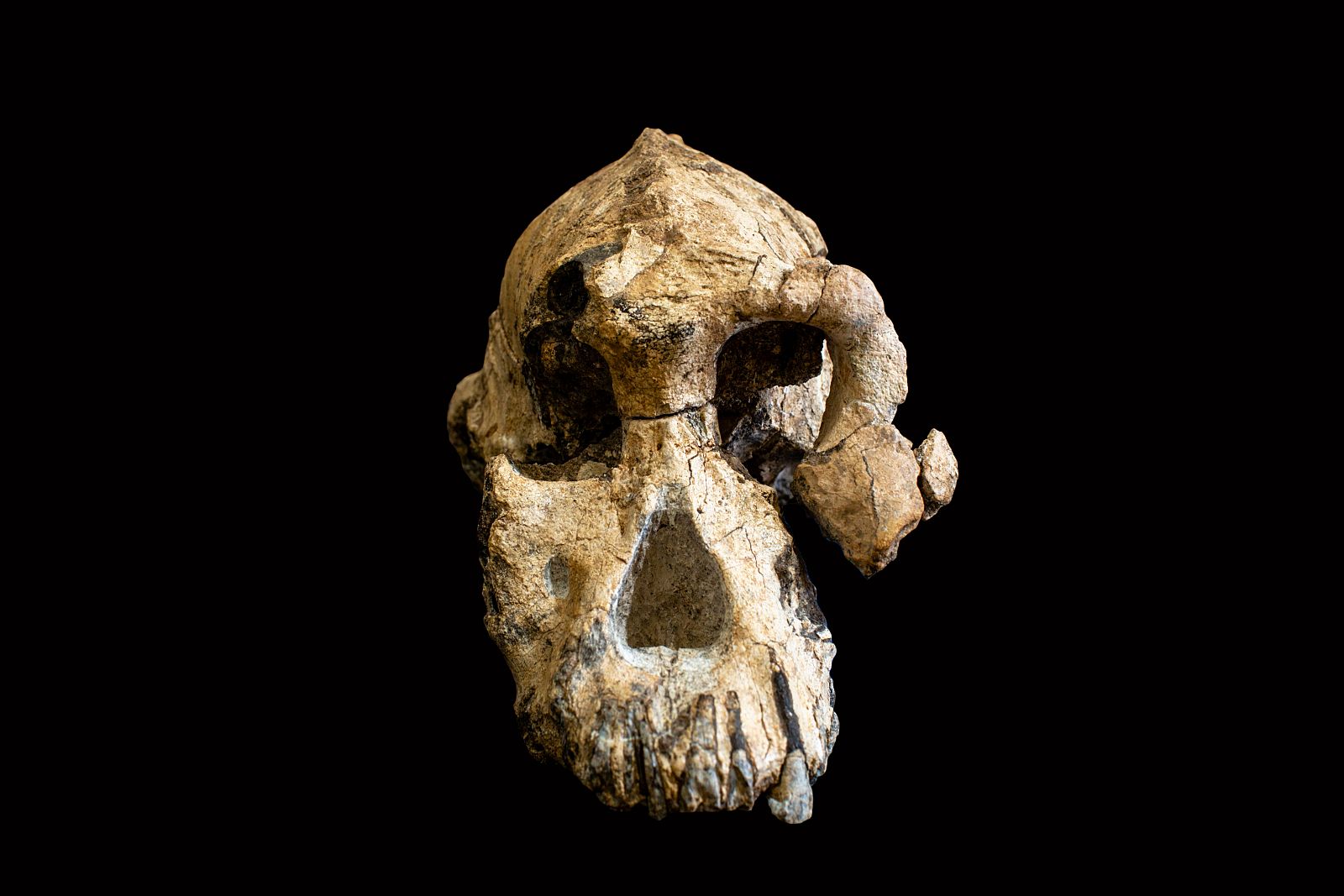 Encuentran el cráneo de un Australopithecus Anamensis, coetáneo de 'Lucy'